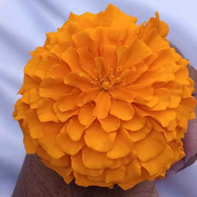 md Naeymul islam Meraj avatar