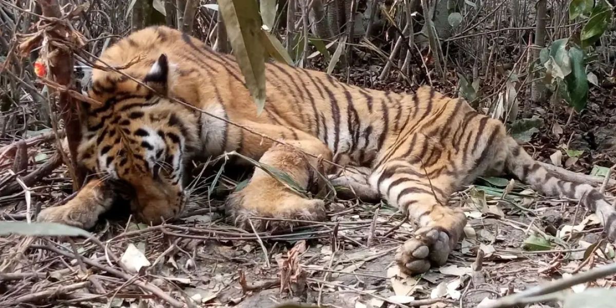 মৃত্যুর দুয়ার থেকে ফেরা সুন্দরবনের সেই বাঘিনী: জুন মাসের শেষেই ফিরছে আপন আবাসে..