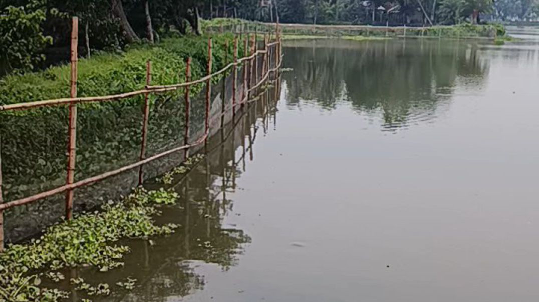 মাছ চাষে বদলে গেছে ভাগ্য!"