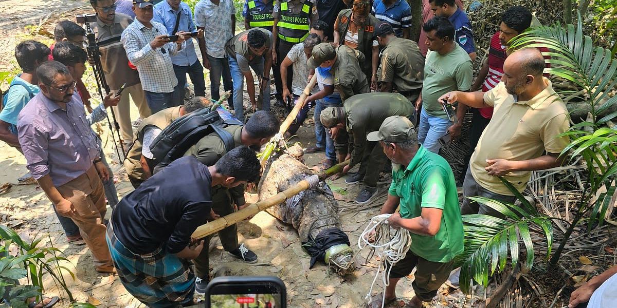 বাগেরহাটের খানজাহান আলী মাজারের দিঘি থেকে শেষ কুমিরটি অপসারণ: জননিরাপত্তায় চূড়ান্ত সিদ্ধান্ত..