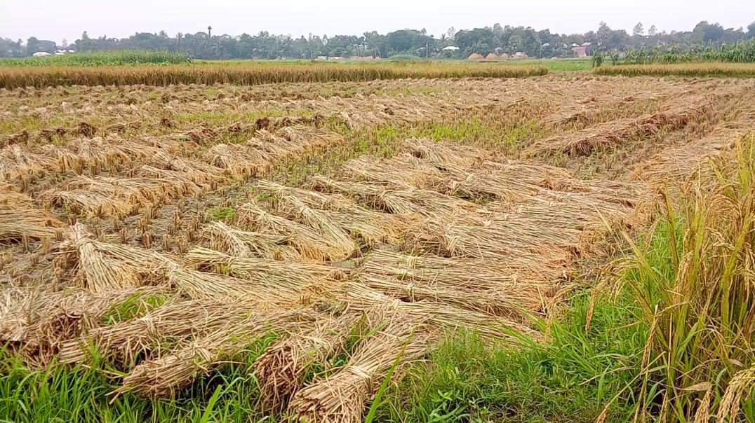 ⁣⁣পাবনার ফরিদপুরে ২৯ ধানের বাম্পার ফলন