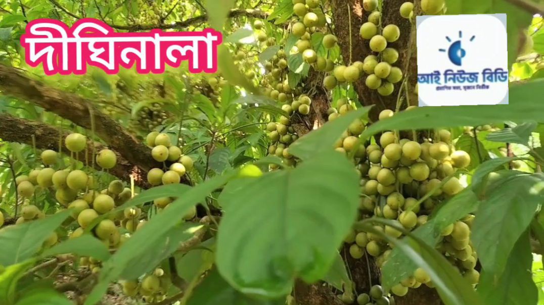 দীঘিনালায় প্রচুর লটকন চাষ