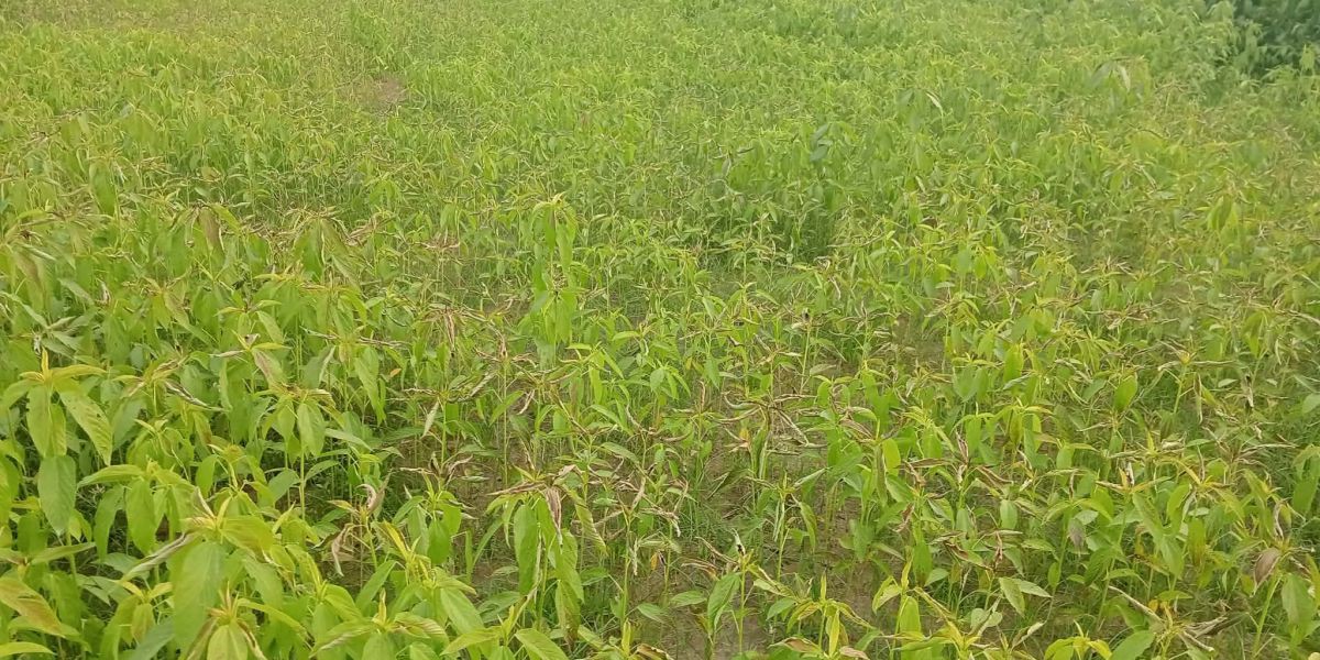 বকশীগঞ্জে বিরোধের জেরে বিষ দিয়ে পাট ক্ষেত পোড়ানোর অভিযোগ ..