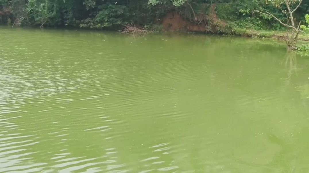 ভালুকায় বিলের ইজারা নিয়ে উত্তেজনা