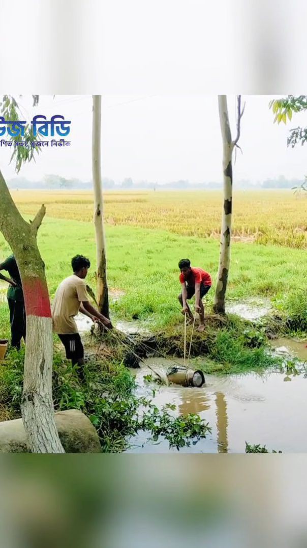 গ্রামবাংলার চিরচেনা এক দৃশ্য।