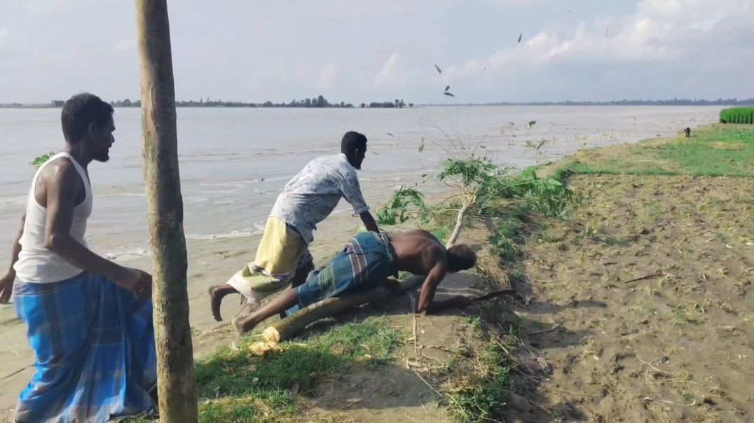 ⁣তিস্তা নদীর ভাঙ্গনের ফলে বিলীন হচ্ছে গাছ পালা সহ কৃষকদের বাড়ীঘর