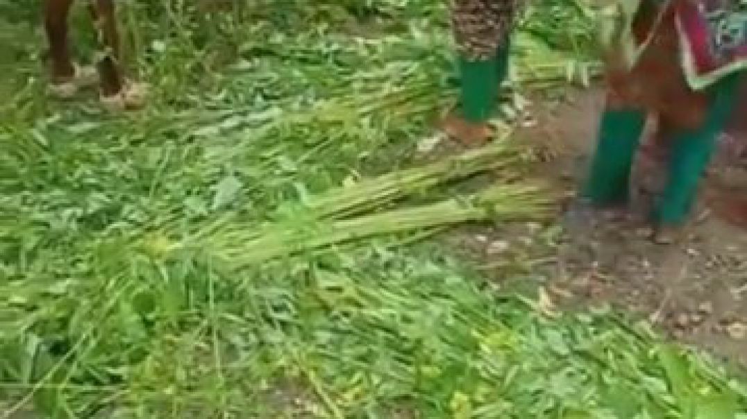 ⁣দাদা ও দাদিকে এলোপাতারি কুপিয়ে জখম